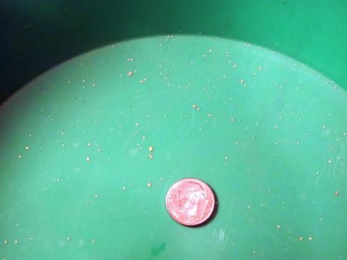 ddclaimgold9-5-11012